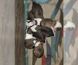 Shetland Sheepdog Puppy for sale in GEORGETOWN, KY, USA