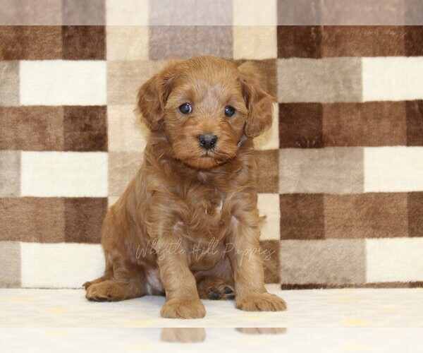 Medium Photo #3 Cavapoo (Miniature) Puppy For Sale in DENVER, PA, USA