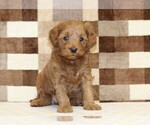Small #2 Cavapoo (Miniature)