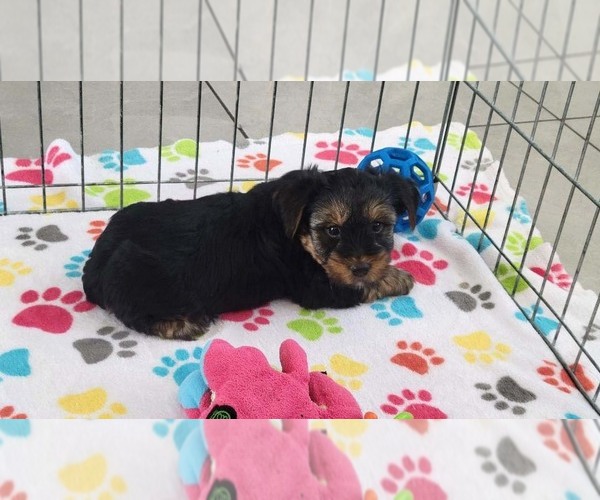 Medium Photo #7 Yorkshire Terrier Puppy For Sale in ORO VALLEY, AZ, USA