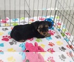 Small #6 Yorkshire Terrier