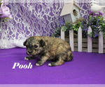 Small #3 Poodle (Toy)
