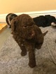 Small #6 Aussiedoodle-Poodle (Standard) Mix