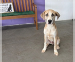 Small Anatolian Shepherd-Labrador Retriever Mix
