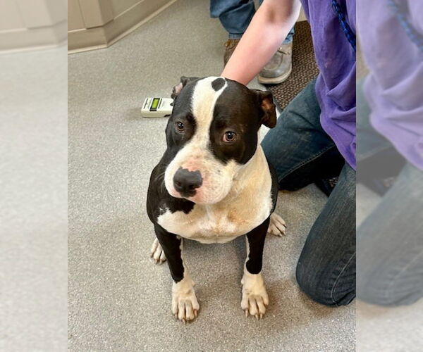 Medium Photo #1 American Pit Bull Terrier Puppy For Sale in La Porte, IN, USA