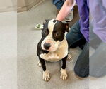 Small American Pit Bull Terrier