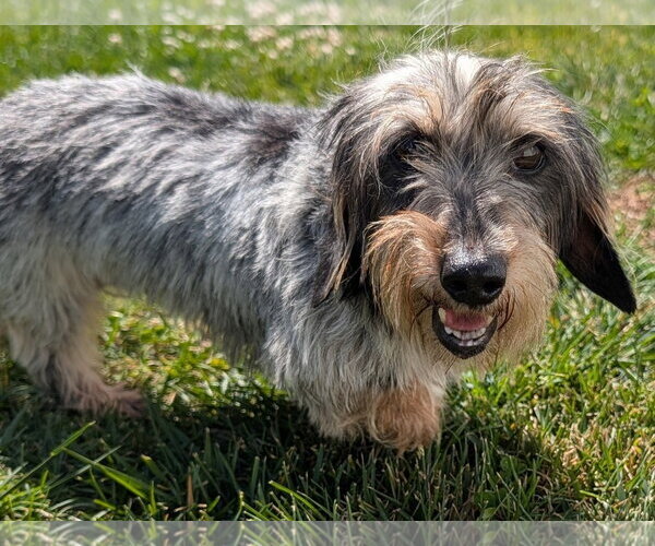 Medium Photo #1 Dachshund Puppy For Sale in Shelbyville, TN, USA