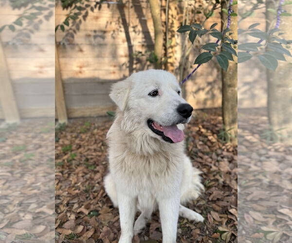 Medium Photo #10 Great Pyrenees Puppy For Sale in Spring, TX, USA