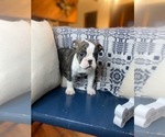 Small Photo #4 Olde English Bulldogge Puppy For Sale in INDIANAPOLIS, IN, USA