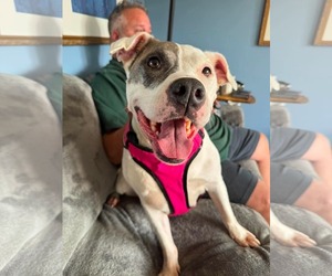 American Pit Bull Terrier-Unknown Mix Dogs for adoption in Germantown, OH, USA