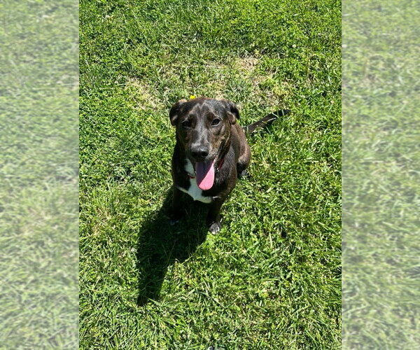 Medium Photo #2 Mountain Cur Puppy For Sale in Aurora, IN, USA