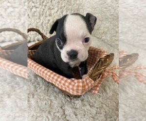 Boston Terrier Puppy for sale in CRKD RVR RNCH, OR, USA