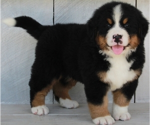 Bernese Mountain Dog Puppy for sale in FREDERICKSBURG, OH, USA