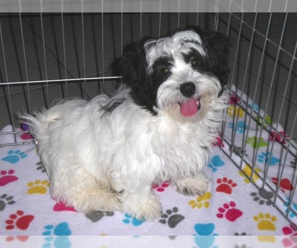 Medium Photo #12 Zuchon Puppy For Sale in ORO VALLEY, AZ, USA
