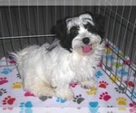 Small Photo #12 Zuchon Puppy For Sale in ORO VALLEY, AZ, USA