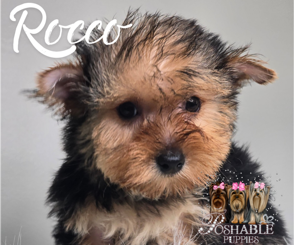 Medium Photo #13 Yorkshire Terrier Puppy For Sale in ELMHURST, IL, USA