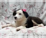 Small #5 Australian Shepherd