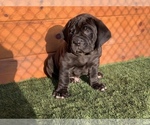 Small Photo #1 Cane Corso Puppy For Sale in NARVON, PA, USA