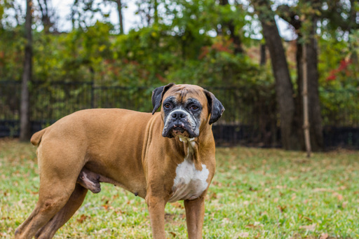 Medium Photo #1 Boxer Puppy For Sale in KELLER, TX, USA
