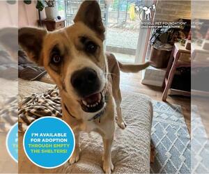 Labrador Retriever-Siberian Husky Mix Dogs for adoption in Santa Cruz, CA, USA
