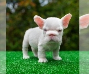 French Bulldog Puppy for sale in WILSON, WY, USA