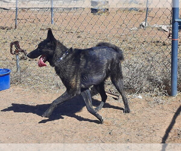 Medium Photo #4 - Mix Puppy For Sale in Imlay City, MI, USA