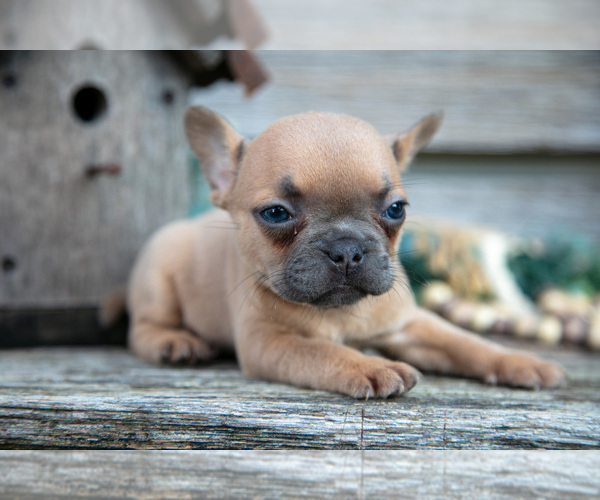 Medium Photo #31 French Bulldog Puppy For Sale in BALTIC, OH, USA