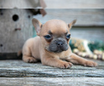 Small Photo #31 French Bulldog Puppy For Sale in BALTIC, OH, USA