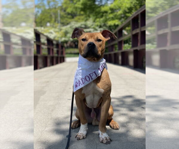 Medium Photo #2 American Pit Bull Terrier-Unknown Mix Puppy For Sale in Crete, IL, USA