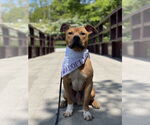 Small #1 American Pit Bull Terrier Mix
