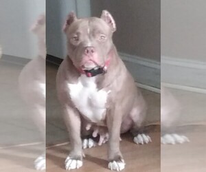 Mother of the American Bully puppies born on 07/08/2023