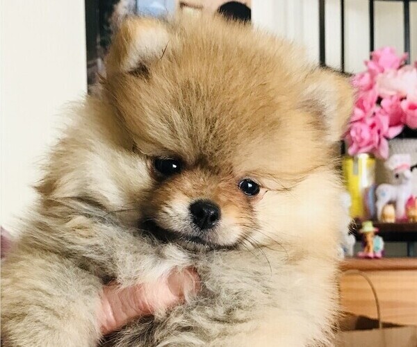 Medium Photo #1 Pomeranian Puppy For Sale in JULIAN, CA, USA