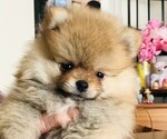Small Pomeranian