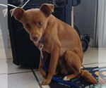Small Chihuahua