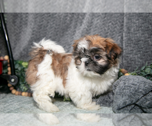 Medium Photo #2 Shih Tzu Puppy For Sale in CLARE, MI, USA