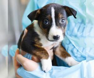 Bull Terrier-Unknown Mix Dogs for adoption in San Antonio, TX, USA