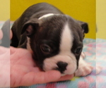 Puppy Sparky Boston Terrier