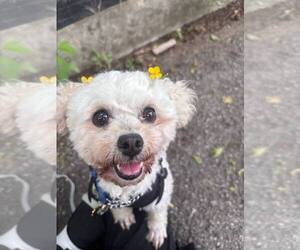Maltese-Poodle (Toy) Mix Dogs for adoption in Agoura Hills, CA, USA