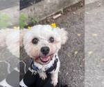 Small Maltese-Poodle (Toy) Mix