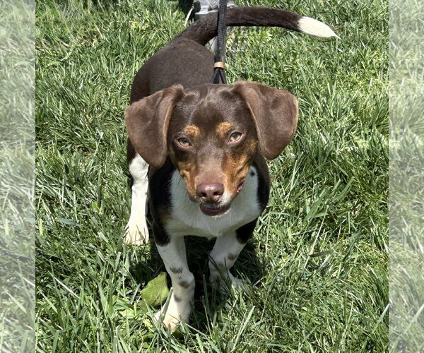 Medium Photo #1 Chiweenie Puppy For Sale in Batavia, OH, USA