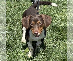 Chiweenie Dogs for adoption in Batavia, OH, USA