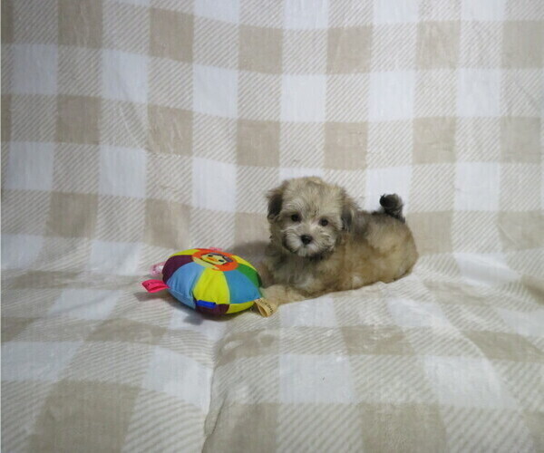 Medium Photo #3 Morkie Puppy For Sale in COOKEVILLE, TN, USA