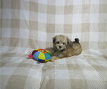 Small #2 Morkie
