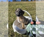Puppy Goji Anatolian Shepherd-Sheepadoodle Mix