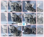 Small #1 French Bulldog