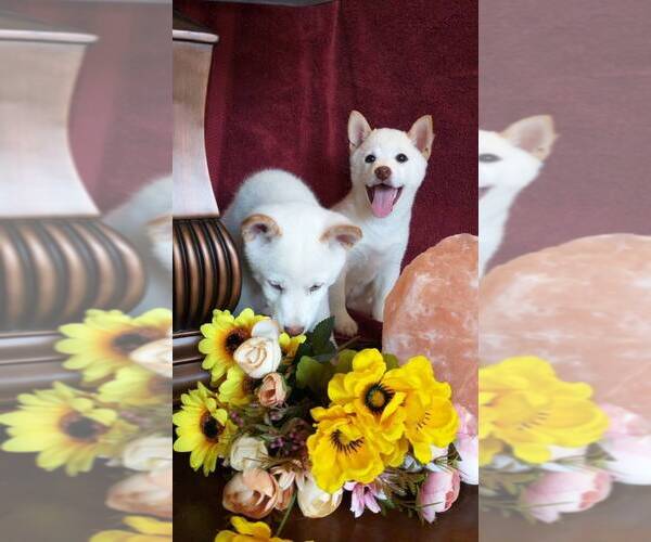 Medium Photo #7 Shiba Inu Puppy For Sale in LOS ANGELES, CA, USA