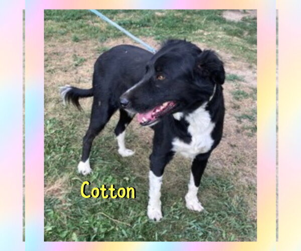 Medium Photo #3 Border Collie Puppy For Sale in Red Lodge, MT, USA