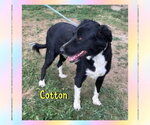 Small #2 Border Collie