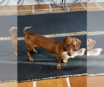 Small #7 Dachshund