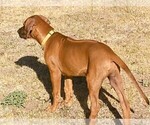 Small Photo #4 Rhodesian Ridgeback Puppy For Sale in CHILOQUIN, OR, USA